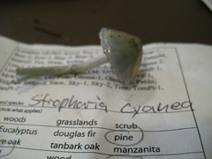 Stropharia pseudocyanea