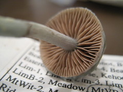 Stropharia pseudocyanea