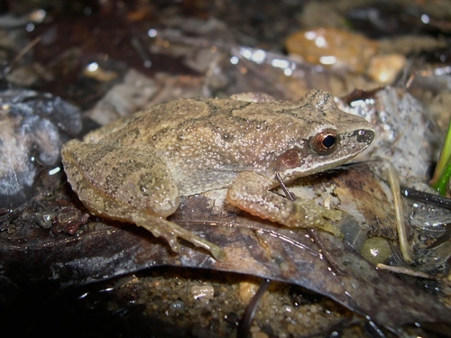 Mountain Chorus Frog