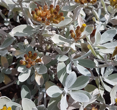 Helichrysum obconicum