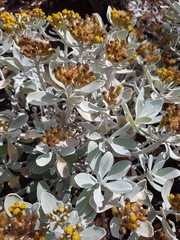 Helichrysum obconicum