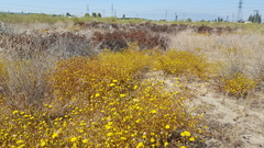 Lessingia glandulifera
