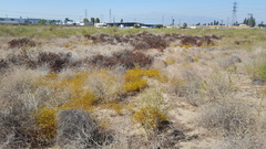 Lessingia glandulifera