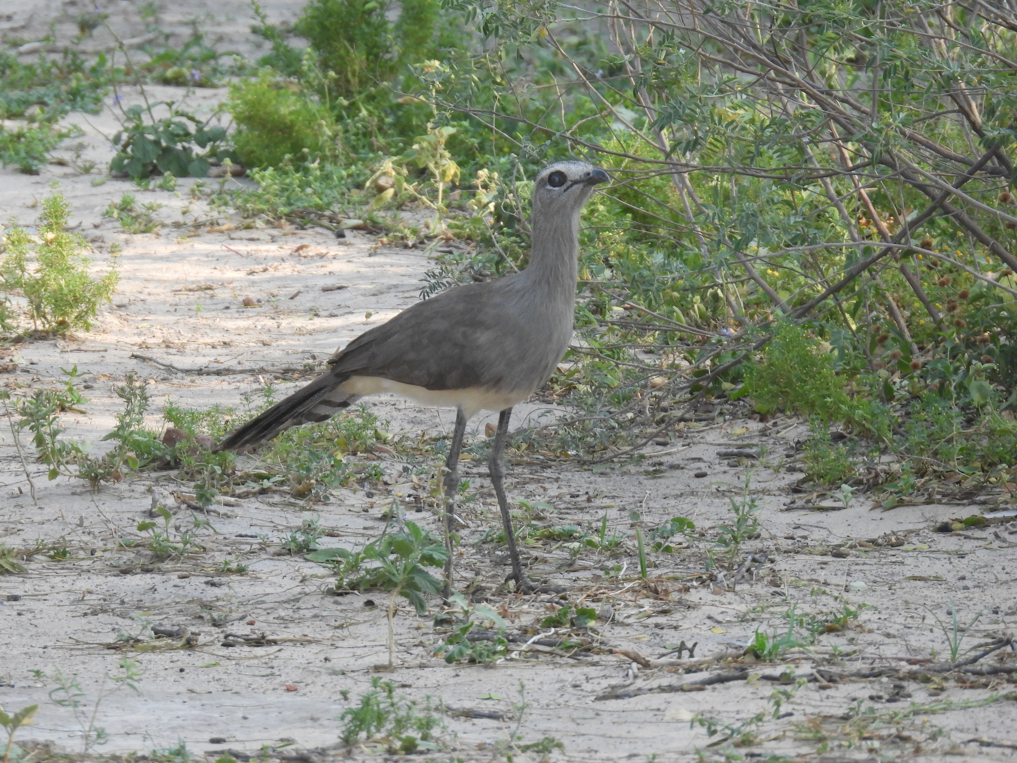 Black-legged Seriema (Chunga burmeisteri), photo 4