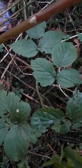 Rubus dasyphyllus