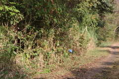 Morpho menelaus amathonte