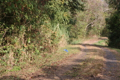 Morpho menelaus amathonte