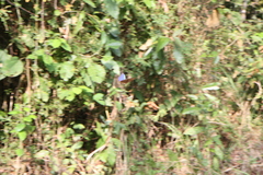 Morpho menelaus amathonte