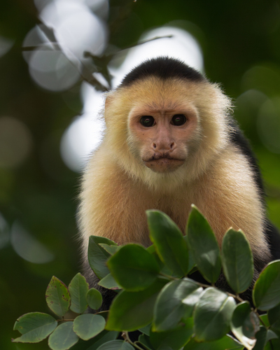 Central American White-faced Capuchin, Limón, Siquirres, Costa Rica, photo 10 of 10