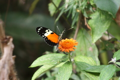 Heliconius hecale melicerta