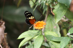 Heliconius hecale melicerta