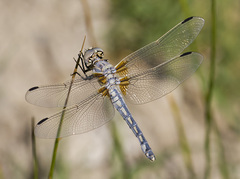 Libellula composita