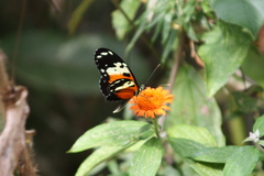 Heliconius hecale melicerta