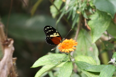 Heliconius hecale melicerta