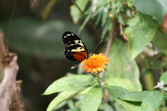 Heliconius hecale melicerta