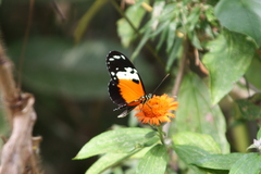 Heliconius hecale melicerta