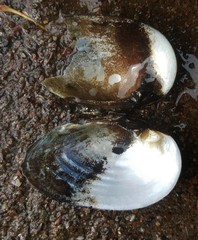 Alasmidonta undulata