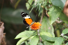 Heliconius hecale melicerta