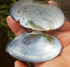 Pyganodon grandis