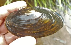 Pyganodon grandis