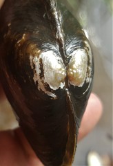 Pyganodon grandis