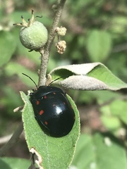 Pachycoris