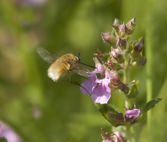 Bombylius minor