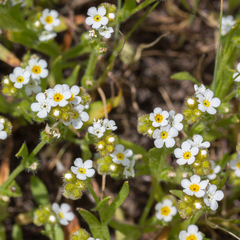 Plagiobothrys scouleri