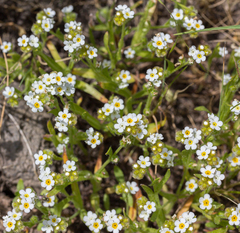 Plagiobothrys scouleri