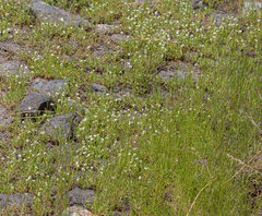 Plagiobothrys scouleri