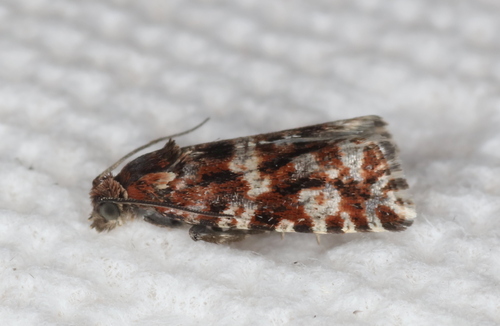 Olethreutes septentrionana
