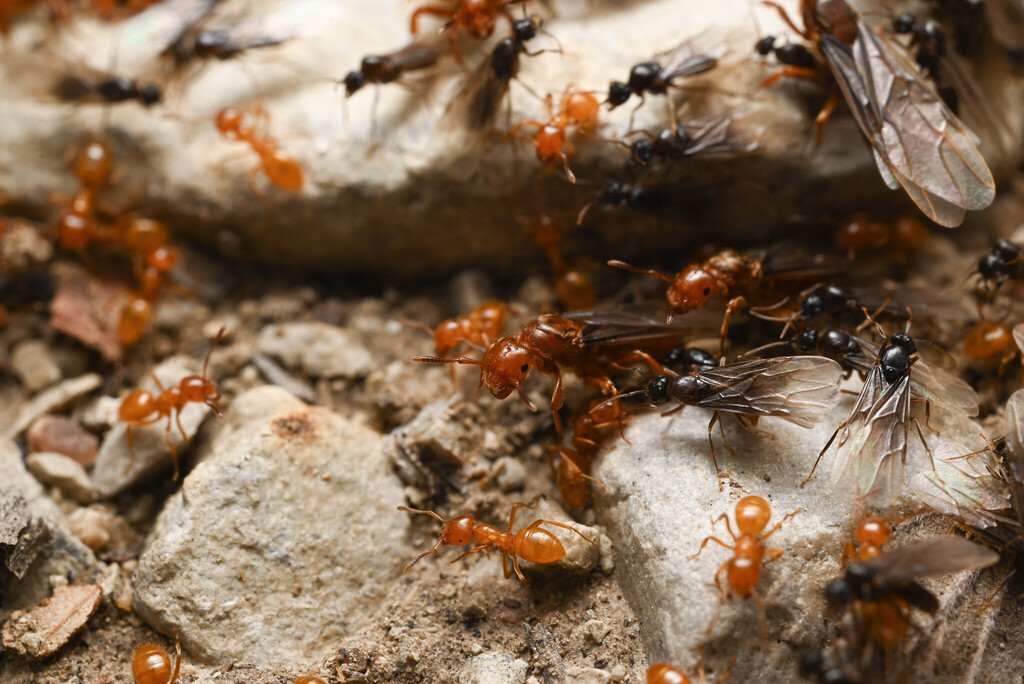 Citronella Ants