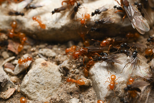 Citronella Ants