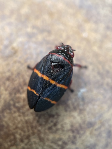 Two-lined spittlebug