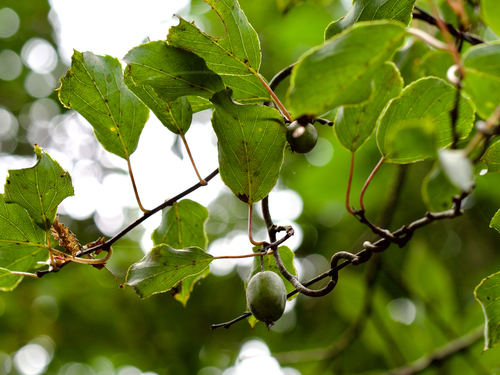 Actinidia arguta
