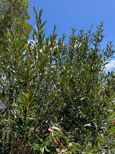 Oliva observed 2025-09-13