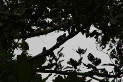 Notharchus pectoralis