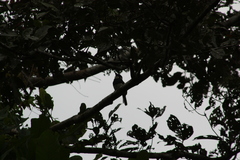 Notharchus pectoralis