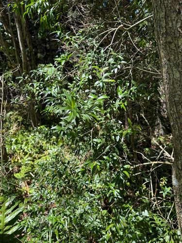 Oliva observed 2025-09-13