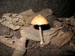Psilocybe zapotecorum