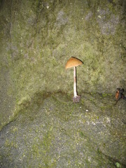 Psilocybe zapotecorum
