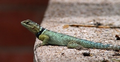 Sceloporus cyanogenys