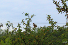 Pyrocephalus rubinus