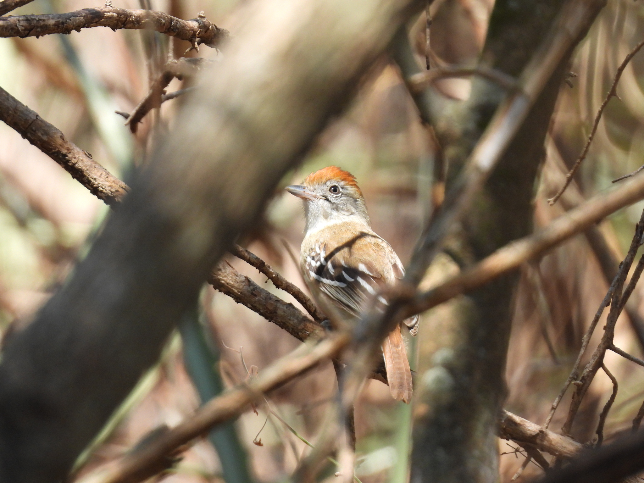 Bolivian Slaty Antshrike (Thamnophilus sticturus), photo 8
