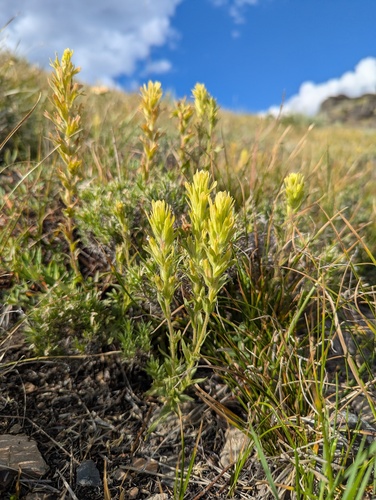 Castilleja viscidula, photograph 2