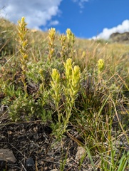 author not stated, no rights reserved Castilleja viscidula, photograph author not stated, no rights reserved