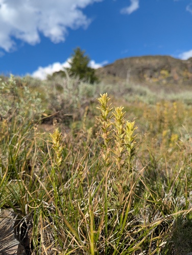 Castilleja viscidula, photograph 1
