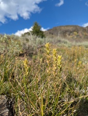 Castilleja viscidula