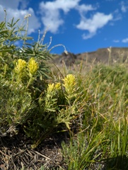 author not stated, no rights reserved Castilleja viscidula, photograph author not stated, no rights reserved