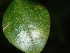 Eurytetranychus buxi